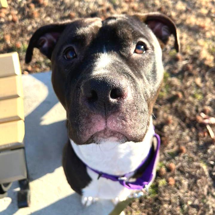 Enlarge Eduardo, a Adoptable Mixed Breed in Pittsburgh, PA image 4/6