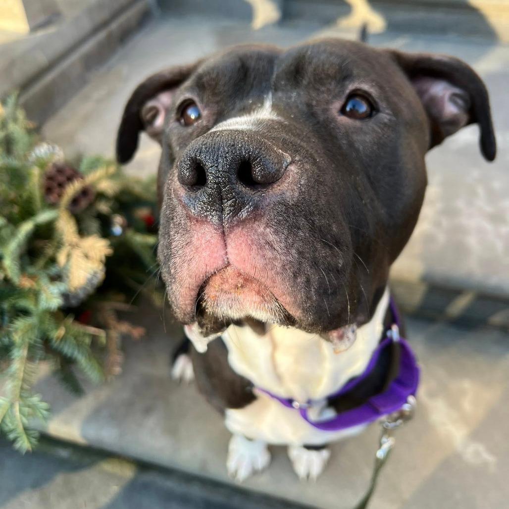 Enlarge Eduardo, a Adoptable Mixed Breed in Pittsburgh, PA image 5/6