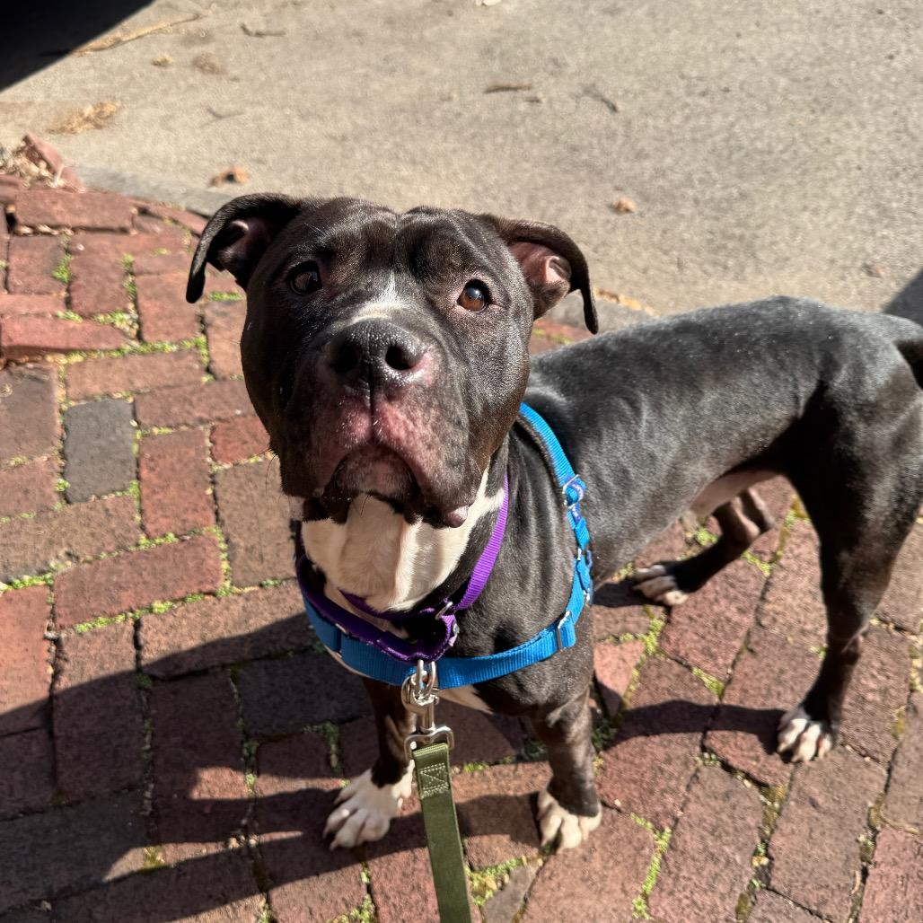 Enlarge Eduardo, a Adoptable Mixed Breed in Pittsburgh, PA image 6/6