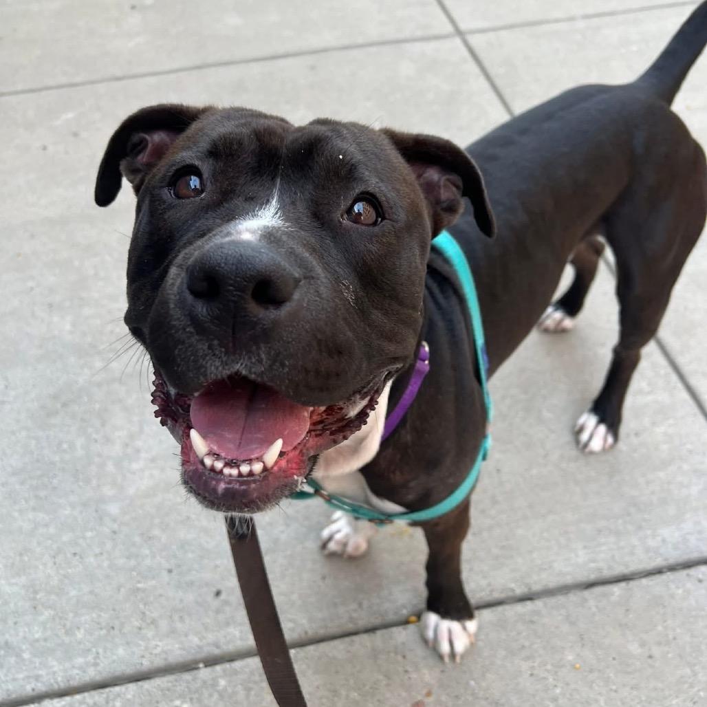 Enlarge Eduardo, a Adoptable Mixed Breed in Pittsburgh, PA image 6/6