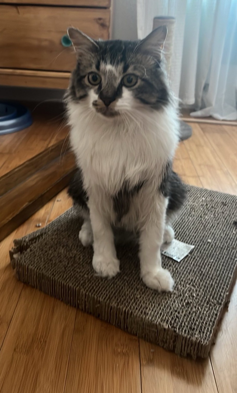 Beans, Adopted, Young Male Maine Coon.