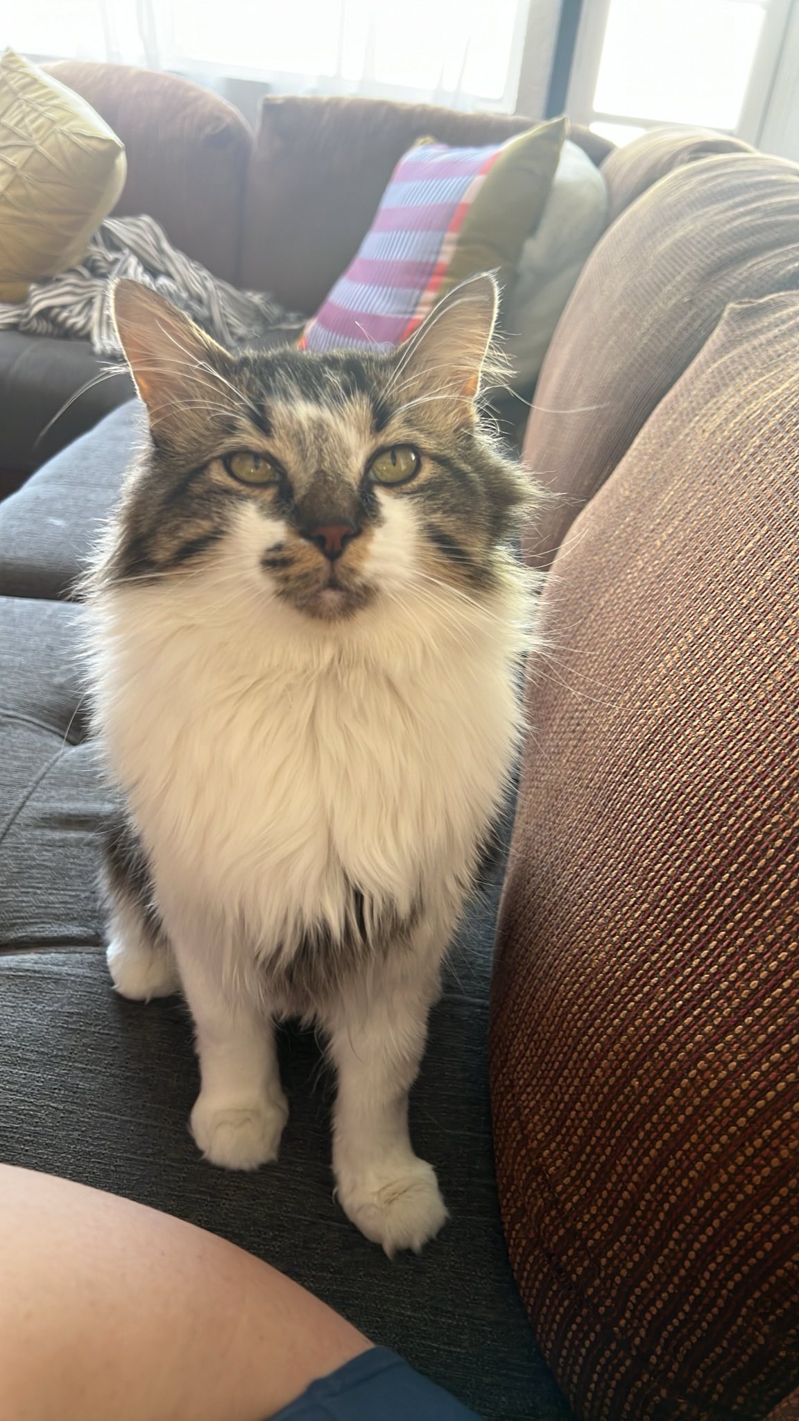 Beans, a Adopted Maine Coon in Mesa, AZ image 2/4