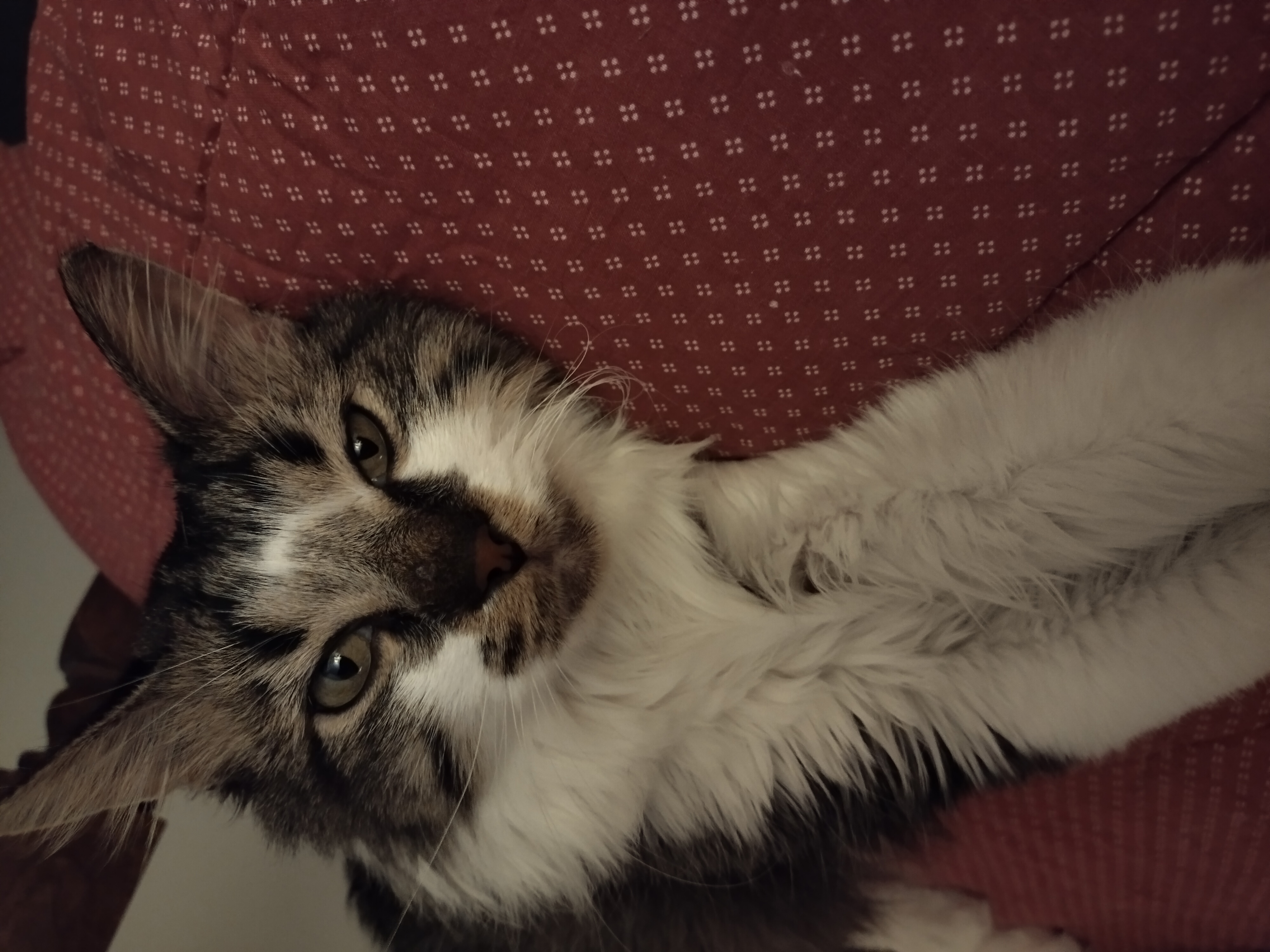 Beans, a Adopted Maine Coon in Mesa, AZ image 4/4