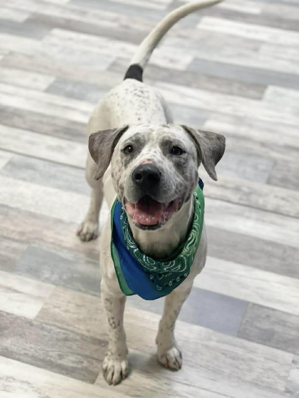 Enlarge Speckles , a ADOPTABLE mixed breed in Lufkin, TX image 3/3
