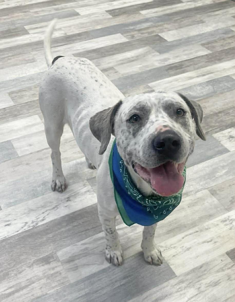 Speckles , ADOPTABLE, Adult Male American Bulldog & Labrador Retriever.