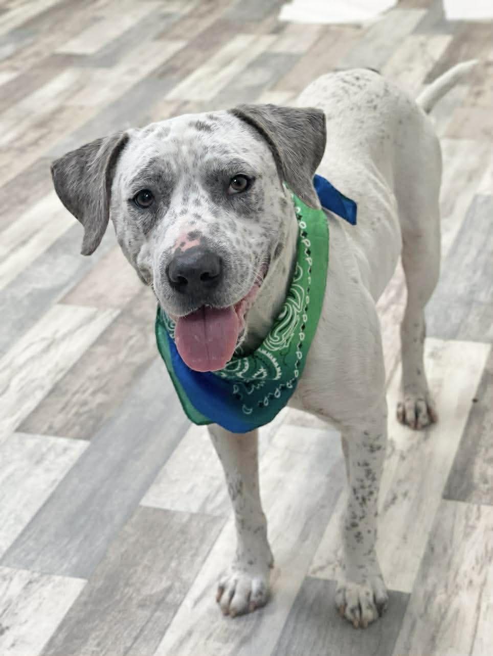 Enlarge Speckles , a ADOPTABLE mixed breed in Lufkin, TX image 2/3