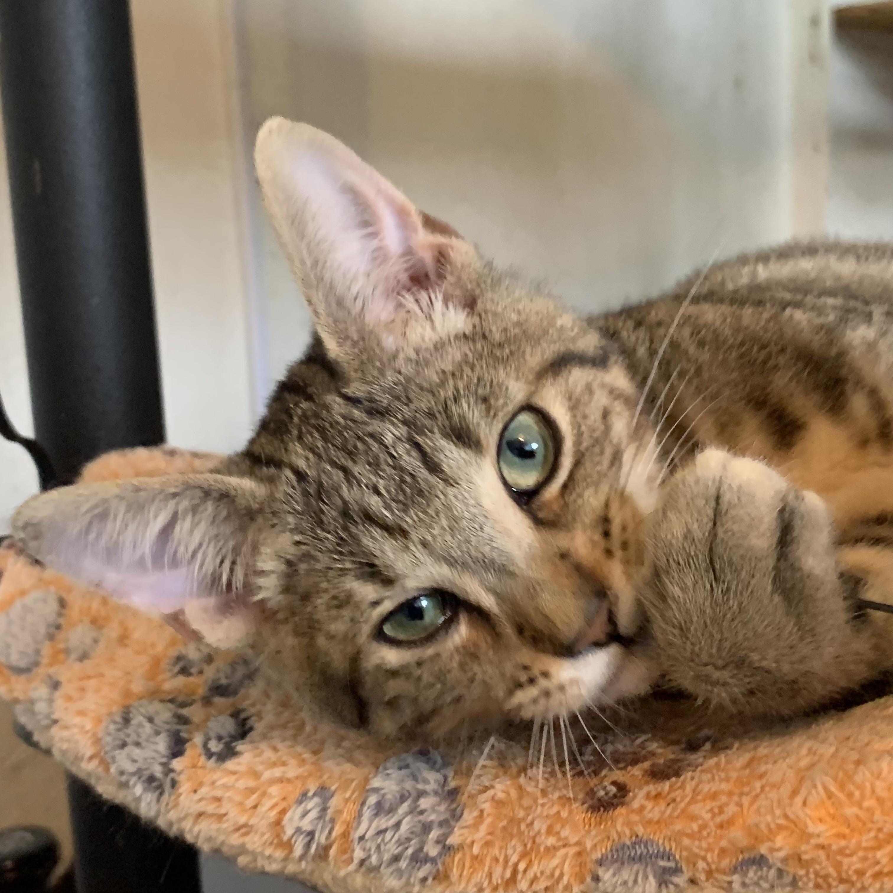 Pedro Catscal, a Adoptable American Shorthair in Long Beach, CA image 2/2