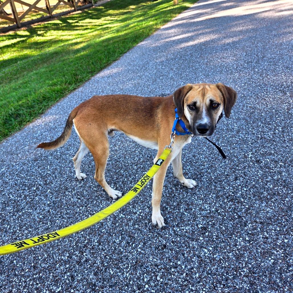 Henry George, a Adoptable mixed breed in North Port, FL image 1/3