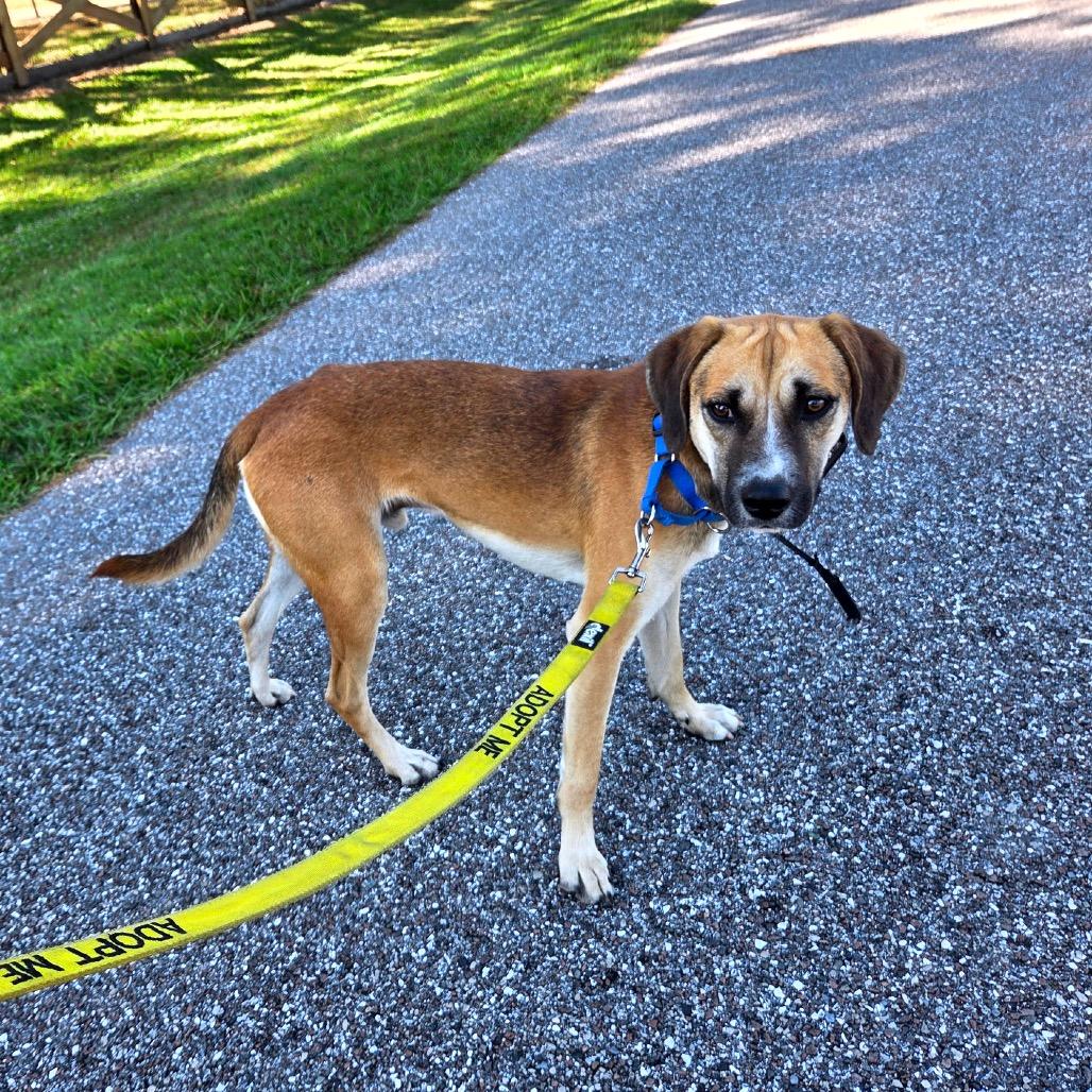 Henry George, a Adoptable mixed breed in North Port, FL image 2/3