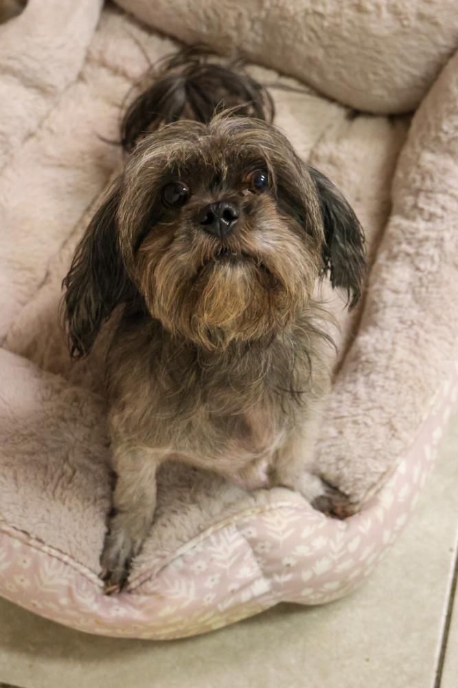 Enlarge Quinly, a Adoptable mixed breed in TUCSON, AZ image 1/2