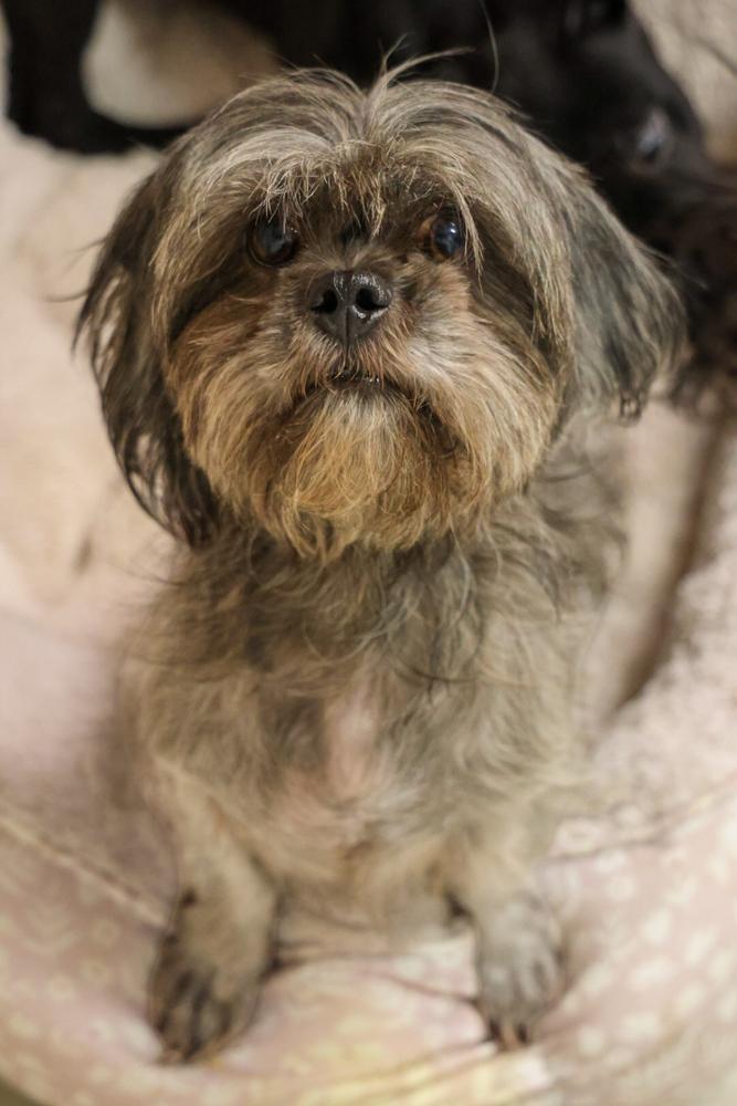 Enlarge Quinly, a Adoptable mixed breed in TUCSON, AZ image 2/2