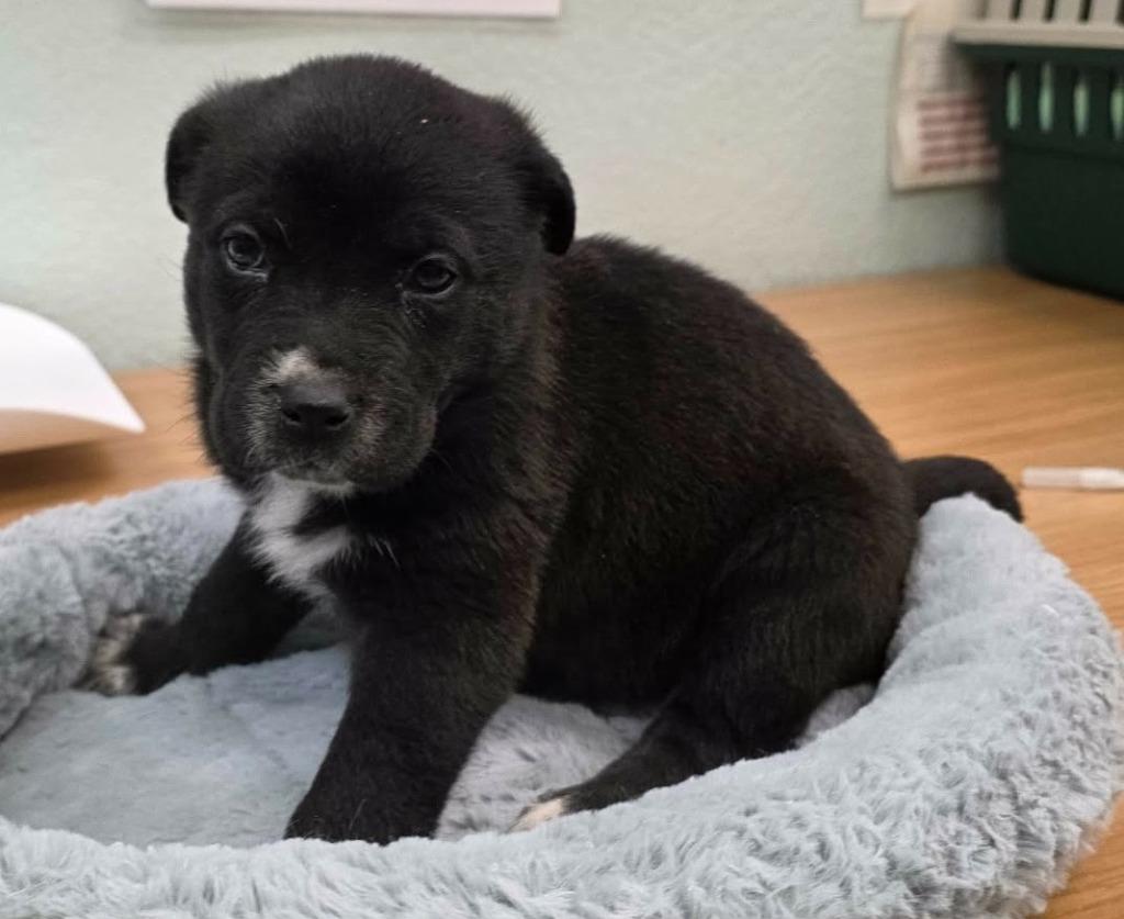 Evie, Adoptable, Puppy Female Shepherd & Belgian Shepherd / Malinois.