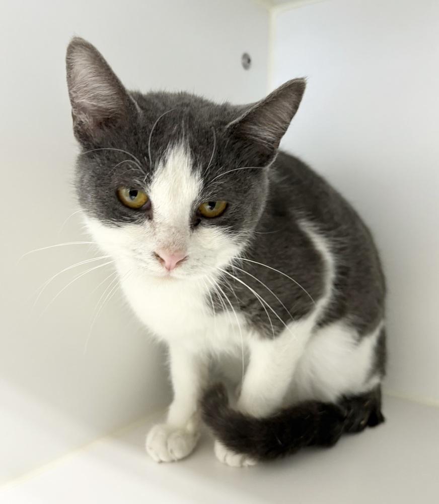 Enlarge Mindy, a Adoptable Domestic Short Hair in Rochester, IN image 1/1