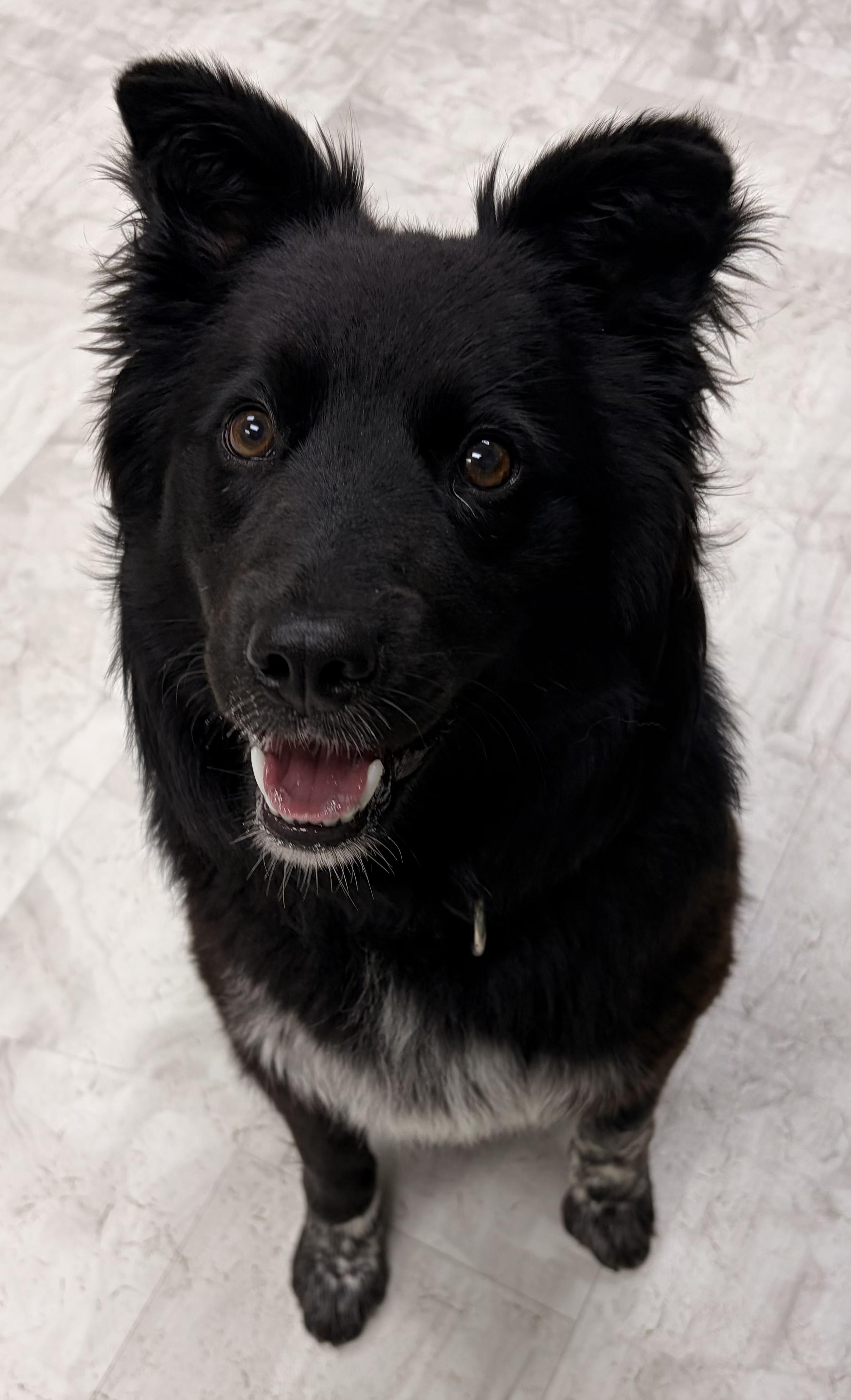 Iris, a Adoptable mixed breed in Neillsville, WI image 2/6