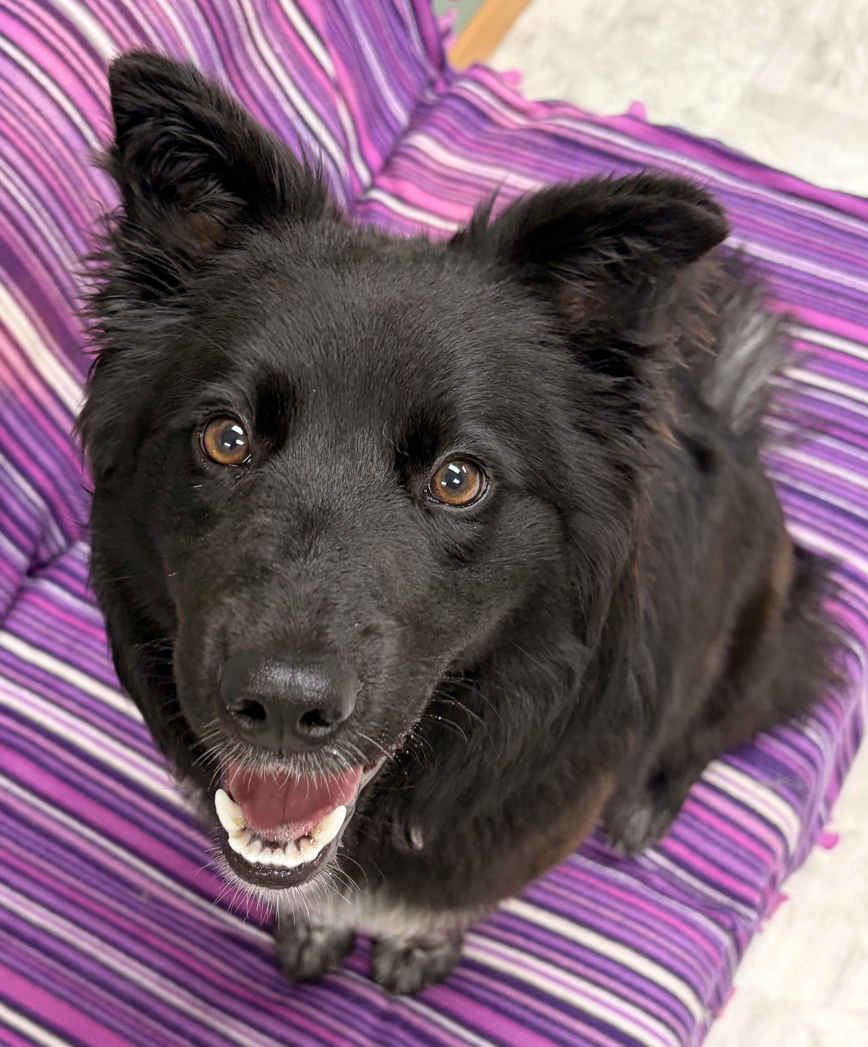 Iris, a Adoptable mixed breed in Neillsville, WI image 3/6