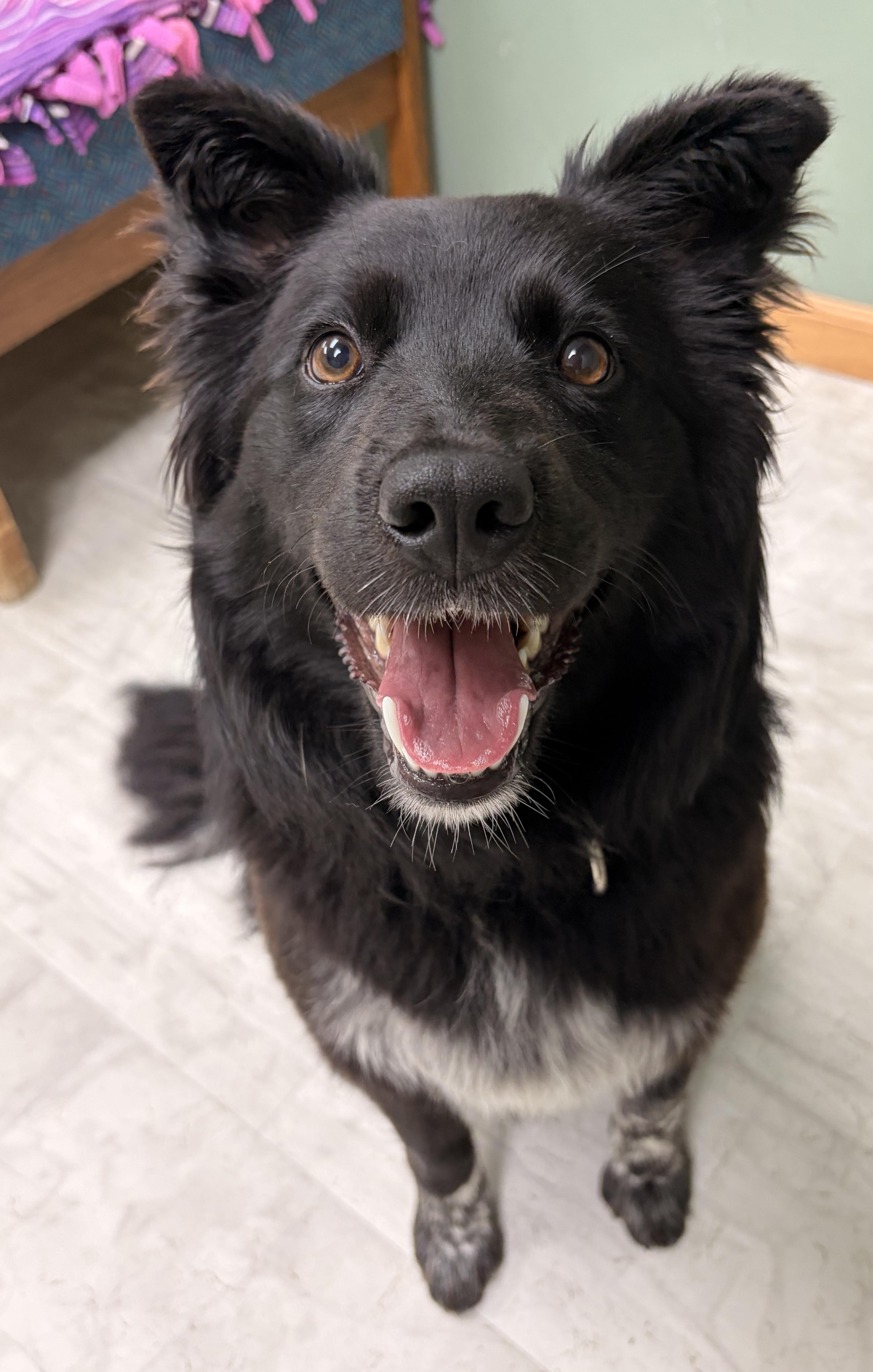Iris, a Adoptable mixed breed in Neillsville, WI image 5/6