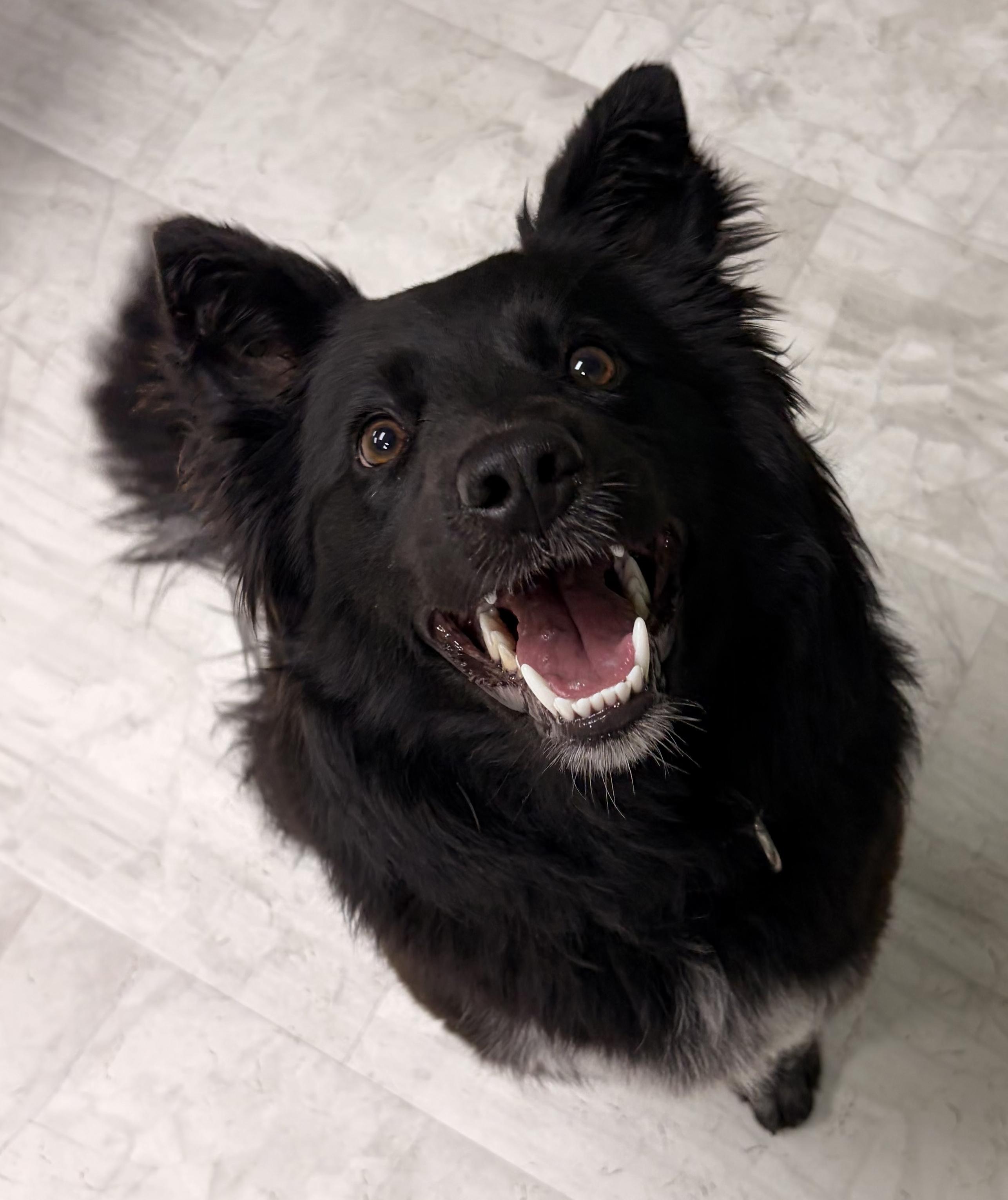 Iris, a Adoptable mixed breed in Neillsville, WI image 4/6