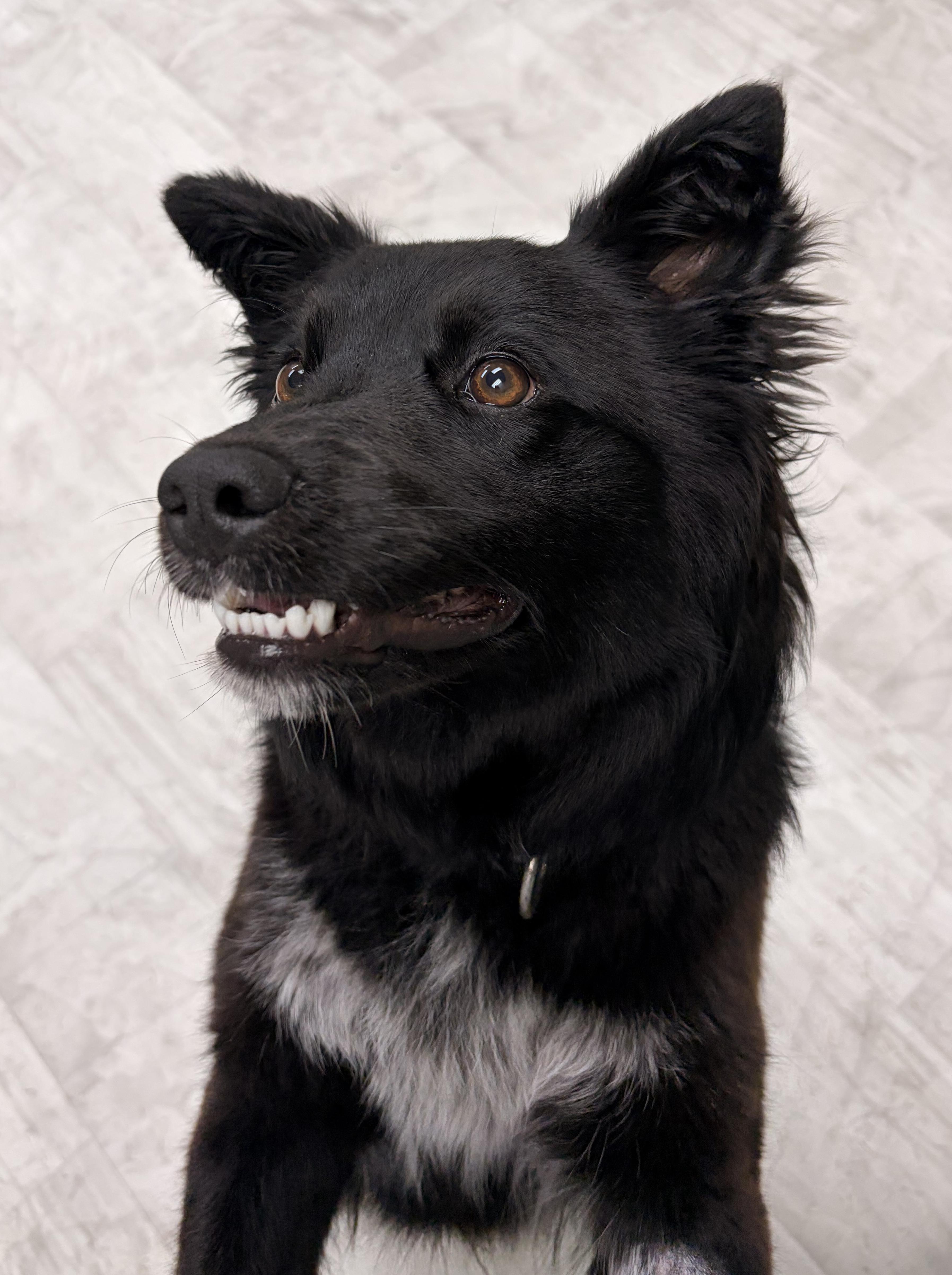 Iris, a Adoptable mixed breed in Neillsville, WI image 6/6