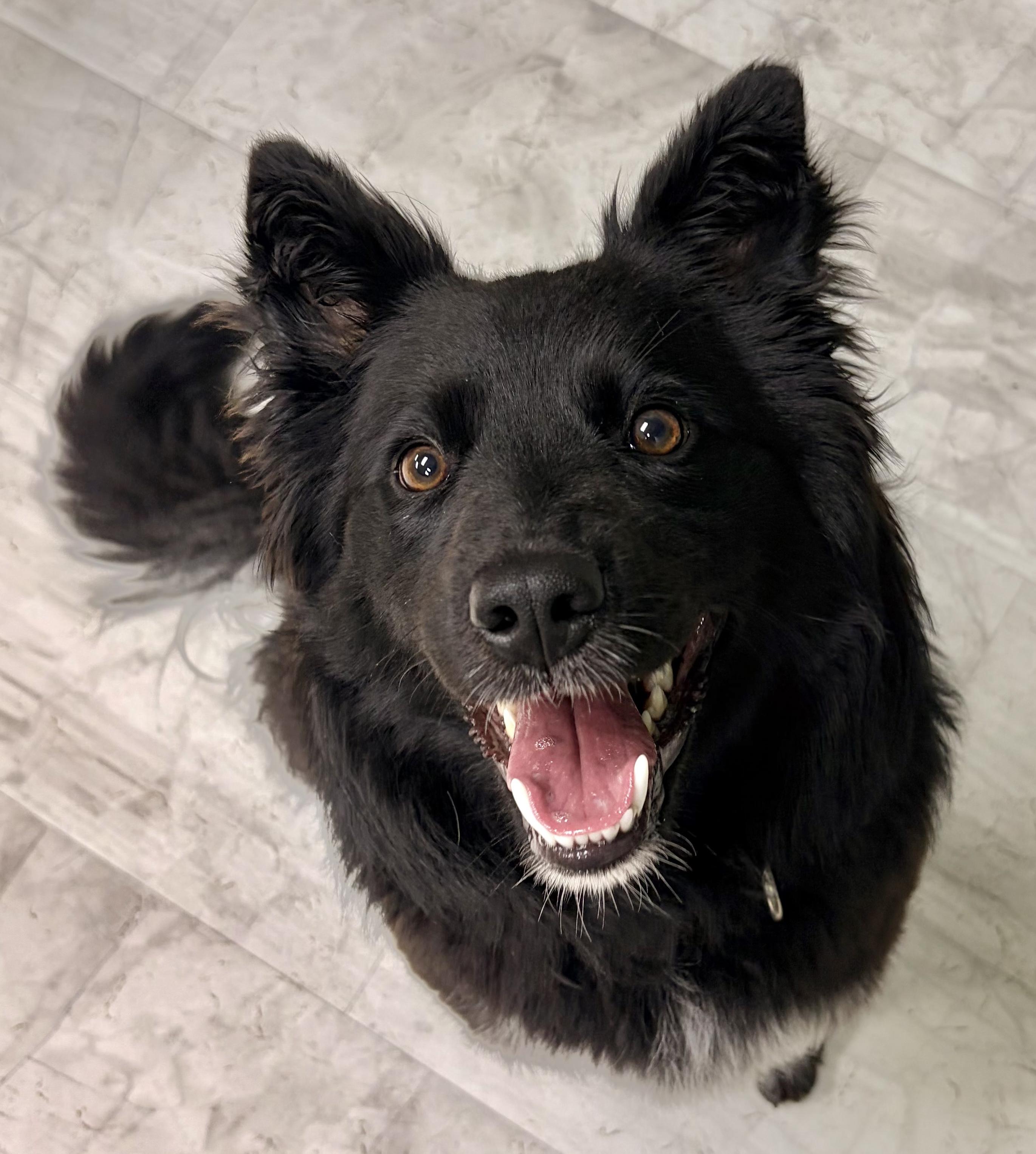 Iris, a Adoptable mixed breed in Neillsville, WI image 1/6