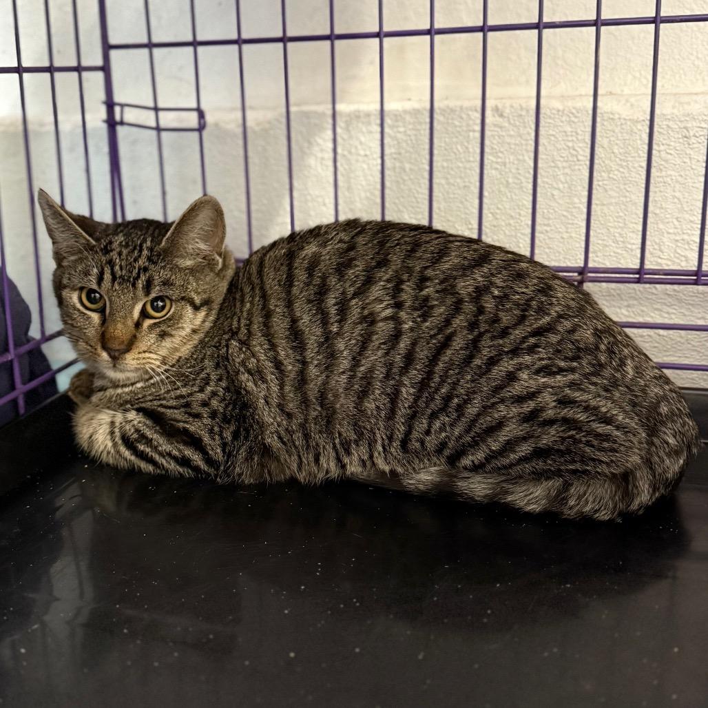 Micky, Adoptable, Young Male American Shorthair.