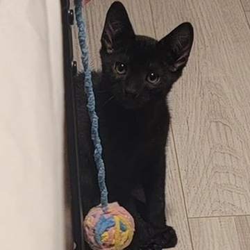 FRED