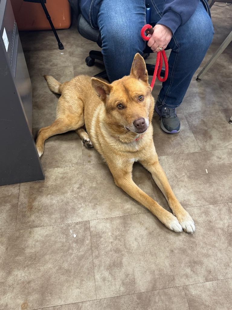 Enlarge JK Growling, a Adoptable mixed breed in Springfield, OH image 1/1