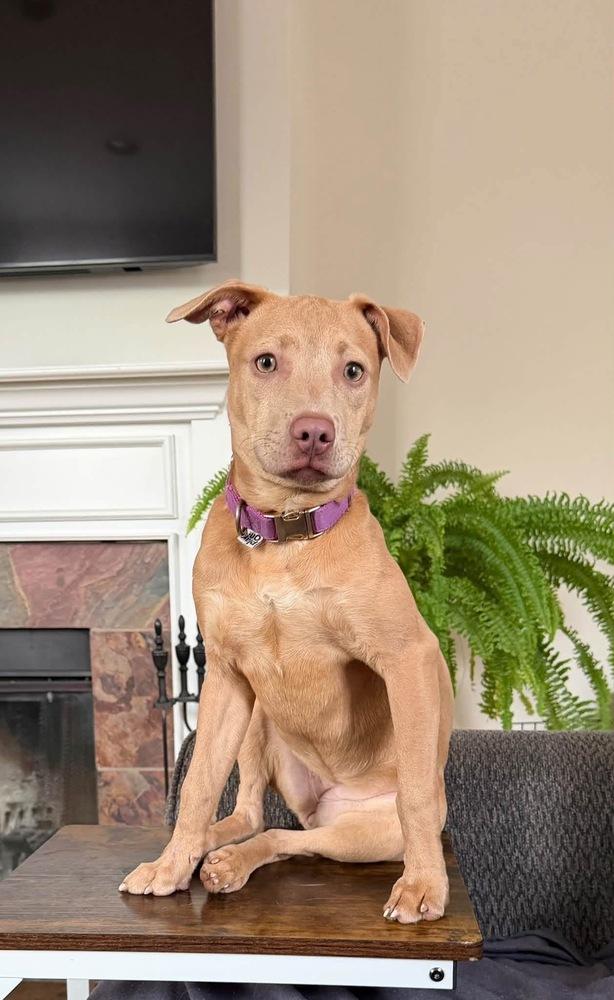 Honey, Adoptable, Puppy Female Terrier.