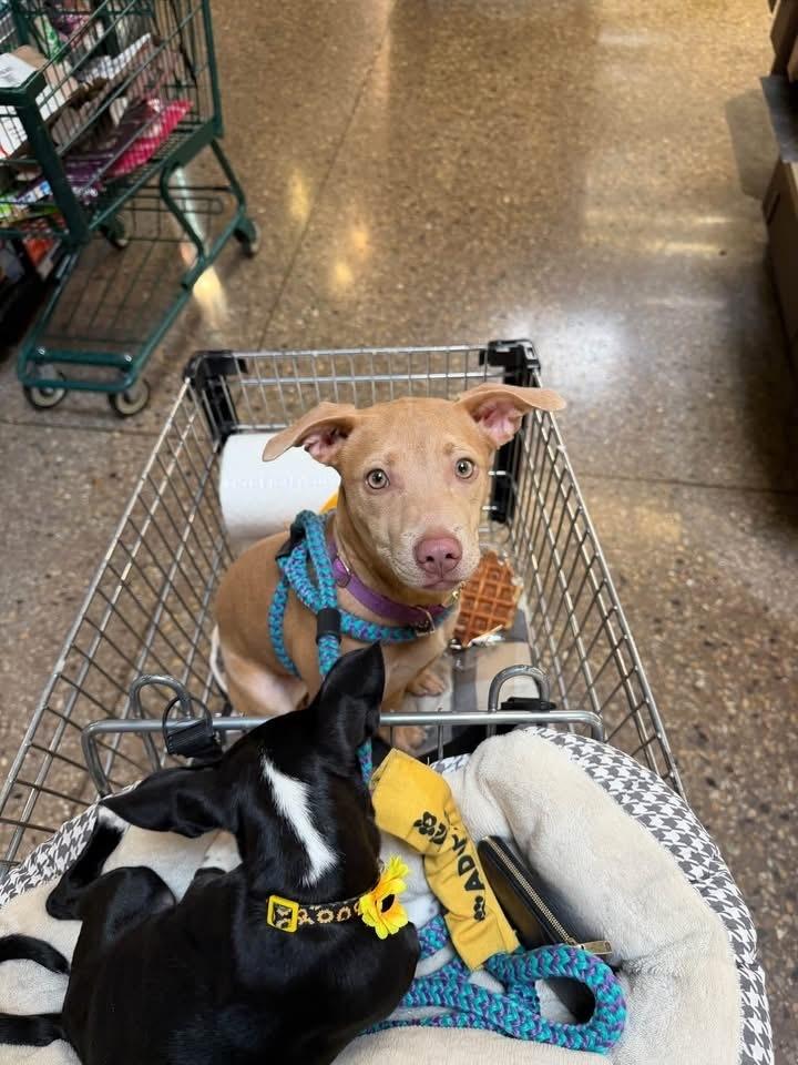 Enlarge Honey, a Adoptable mixed breed in Grove City, OH image 2/4