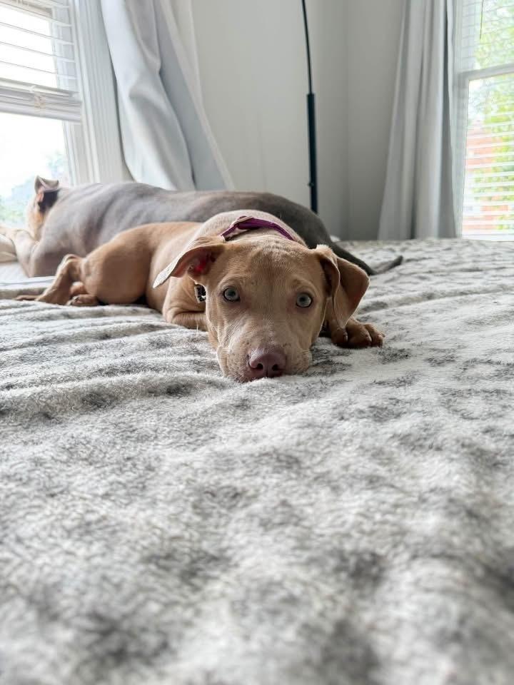 Enlarge Honey, a Adoptable mixed breed in Grove City, OH image 3/4
