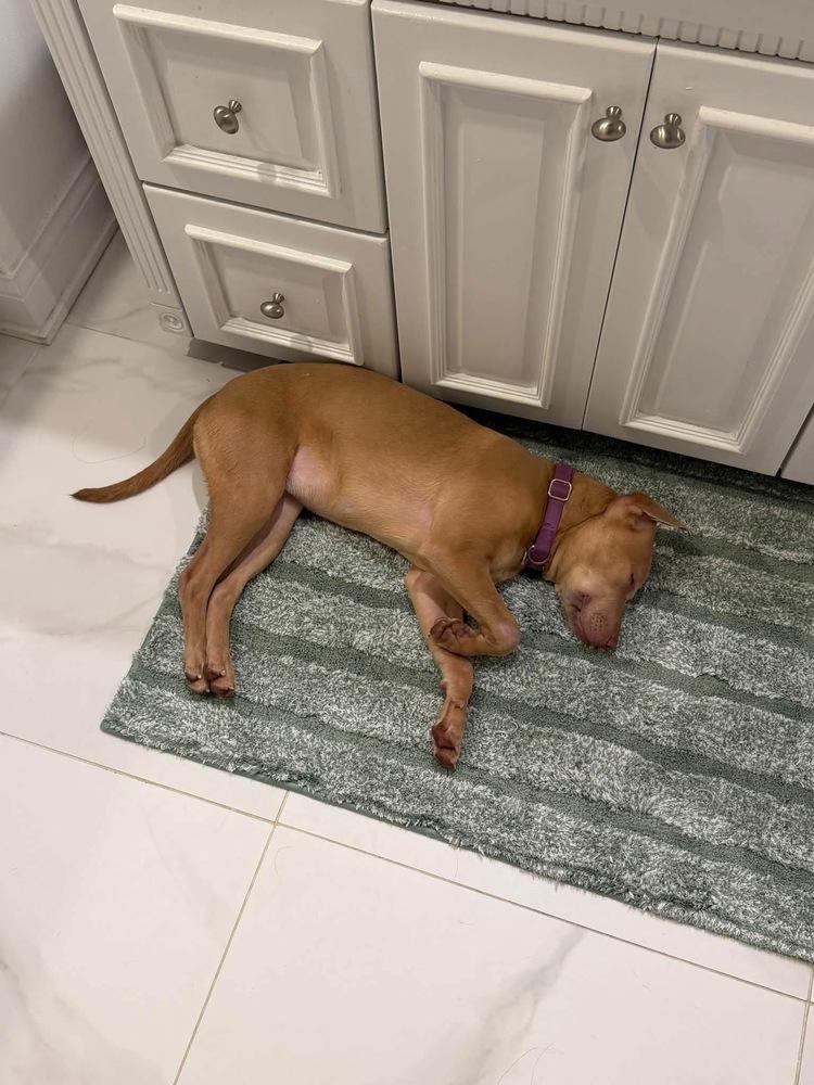 Enlarge Honey, a Adoptable mixed breed in Grove City, OH image 4/4
