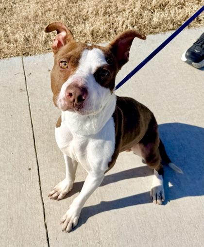 Goober — thumbnail 2