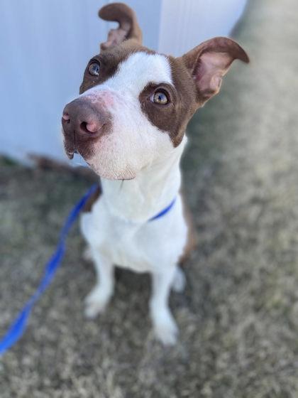 Goober — thumbnail 3