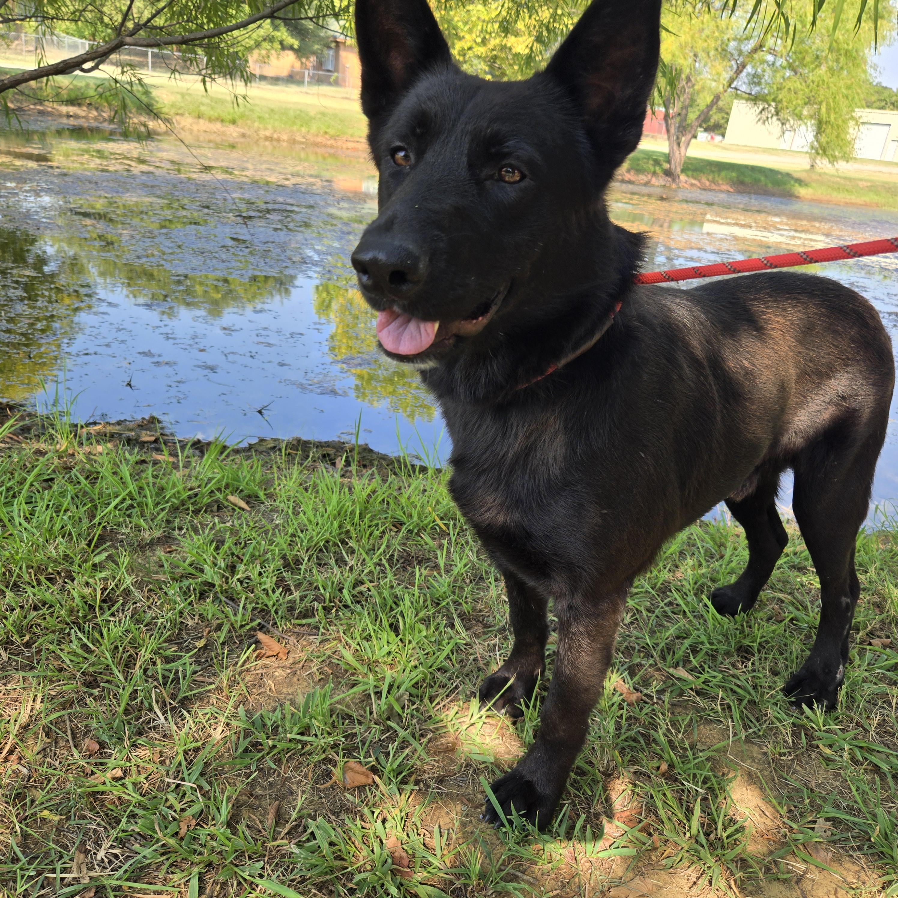 Enlarge Midnight, a Adoptable mixed breed in Mansfield, TX image 4/5