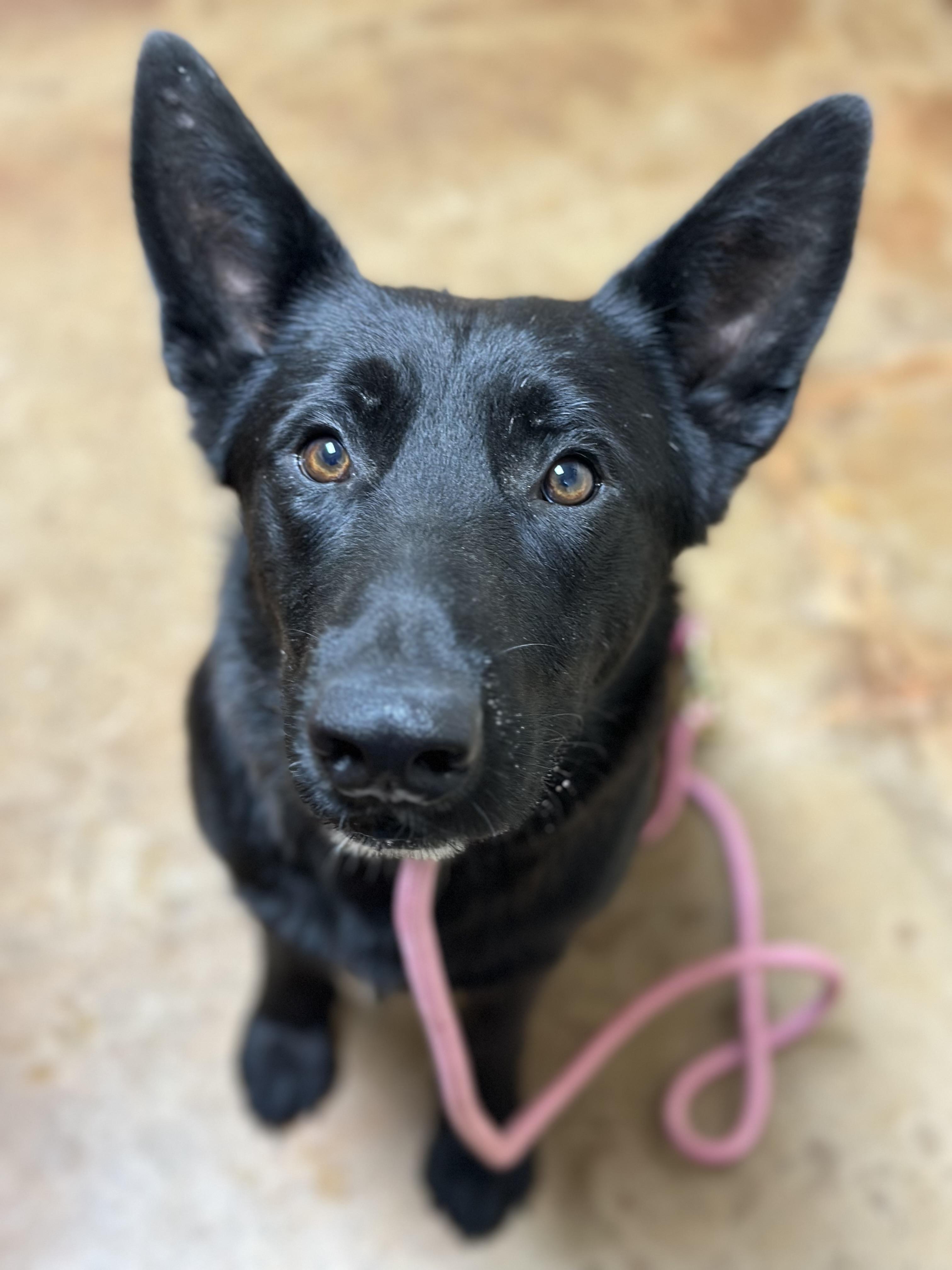 Enlarge Midnight, a Adoptable mixed breed in Mansfield, TX image 5/5