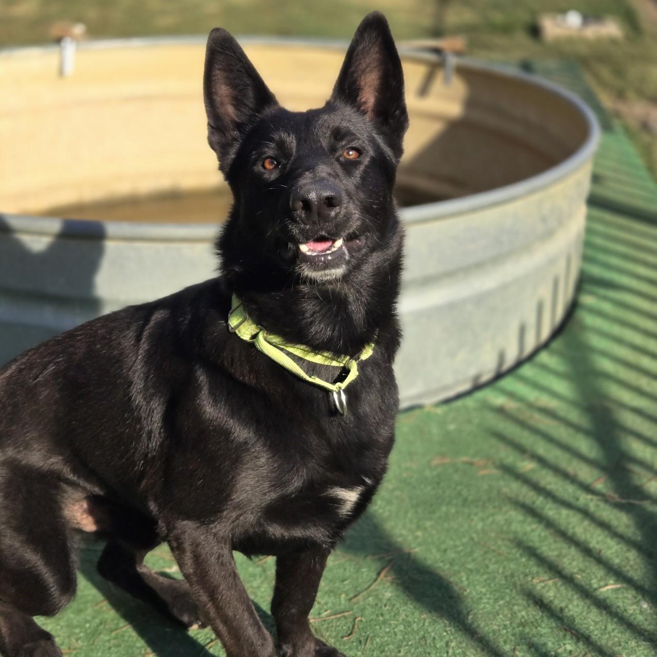 Enlarge Midnight, a Adoptable mixed breed in Mansfield, TX image 2/5