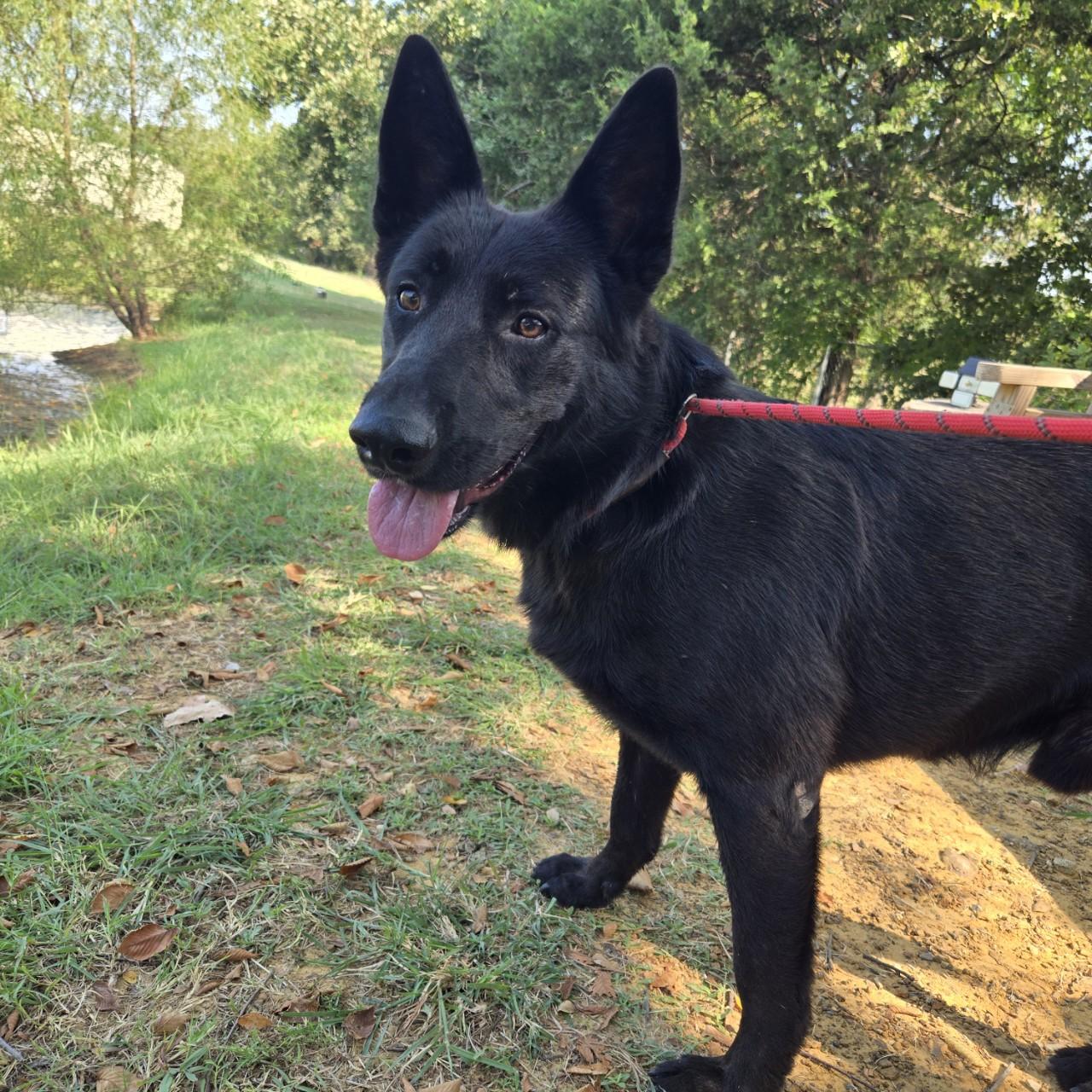 Enlarge Midnight, a Adoptable mixed breed in Mansfield, TX image 3/5