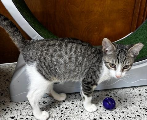 Basil, a Adoptable Domestic Short Hair in Lafayette, LA image 3/4