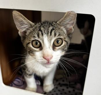 Basil, Adoptable, Kitten Male Domestic Short Hair.