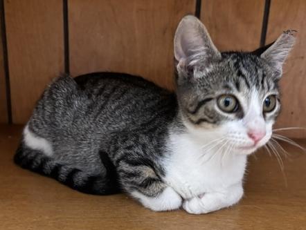Basil, a Adoptable Domestic Short Hair in Lafayette, LA image 2/4