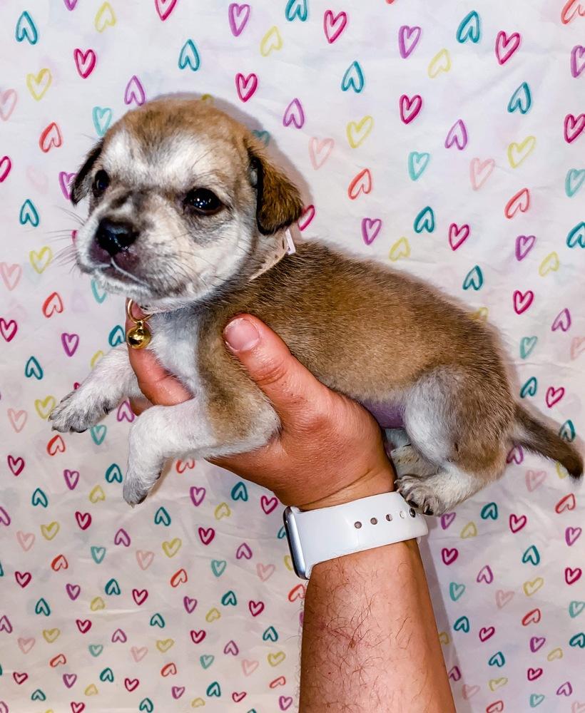 Enlarge Delaney, a Adopted mixed breed in Oklahoma City, OK image 1/2