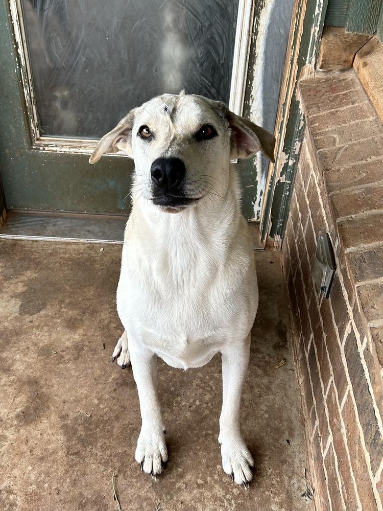 Enlarge Delaney, a Adopted mixed breed in Oklahoma City, OK image 2/2
