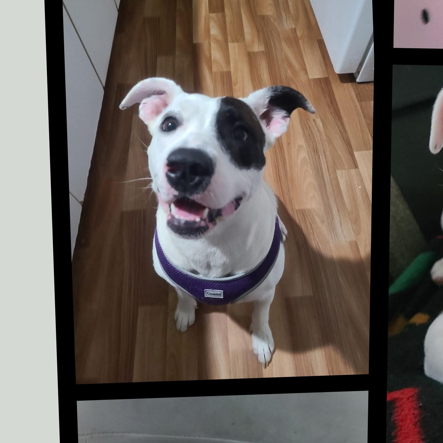 Enlarge Nellie Sophia Cutiebear, a Adoptable mixed breed in Newport, OR image 2/2