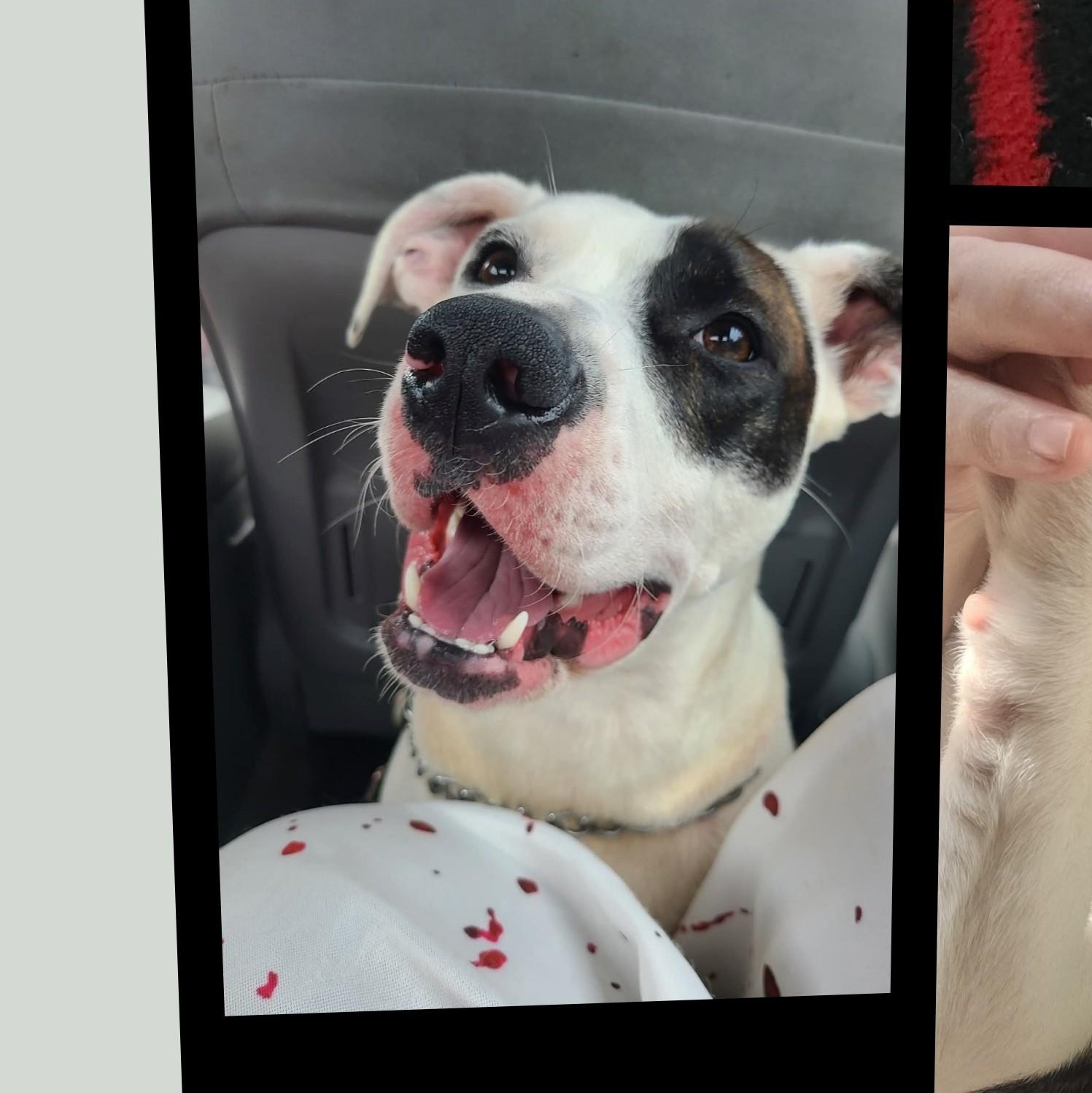 Nellie Sophia Cutiebear, Adoptable, Adult Female American Staffordshire Terrier & Boxer.