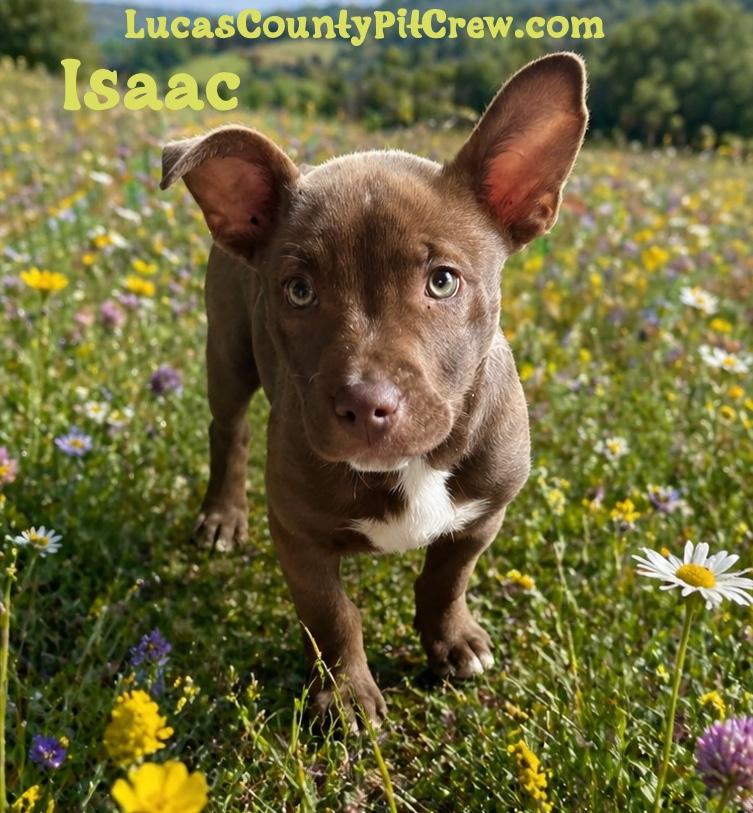 Isaac, an adopted mixed breed in Toledo, OH image 1/2