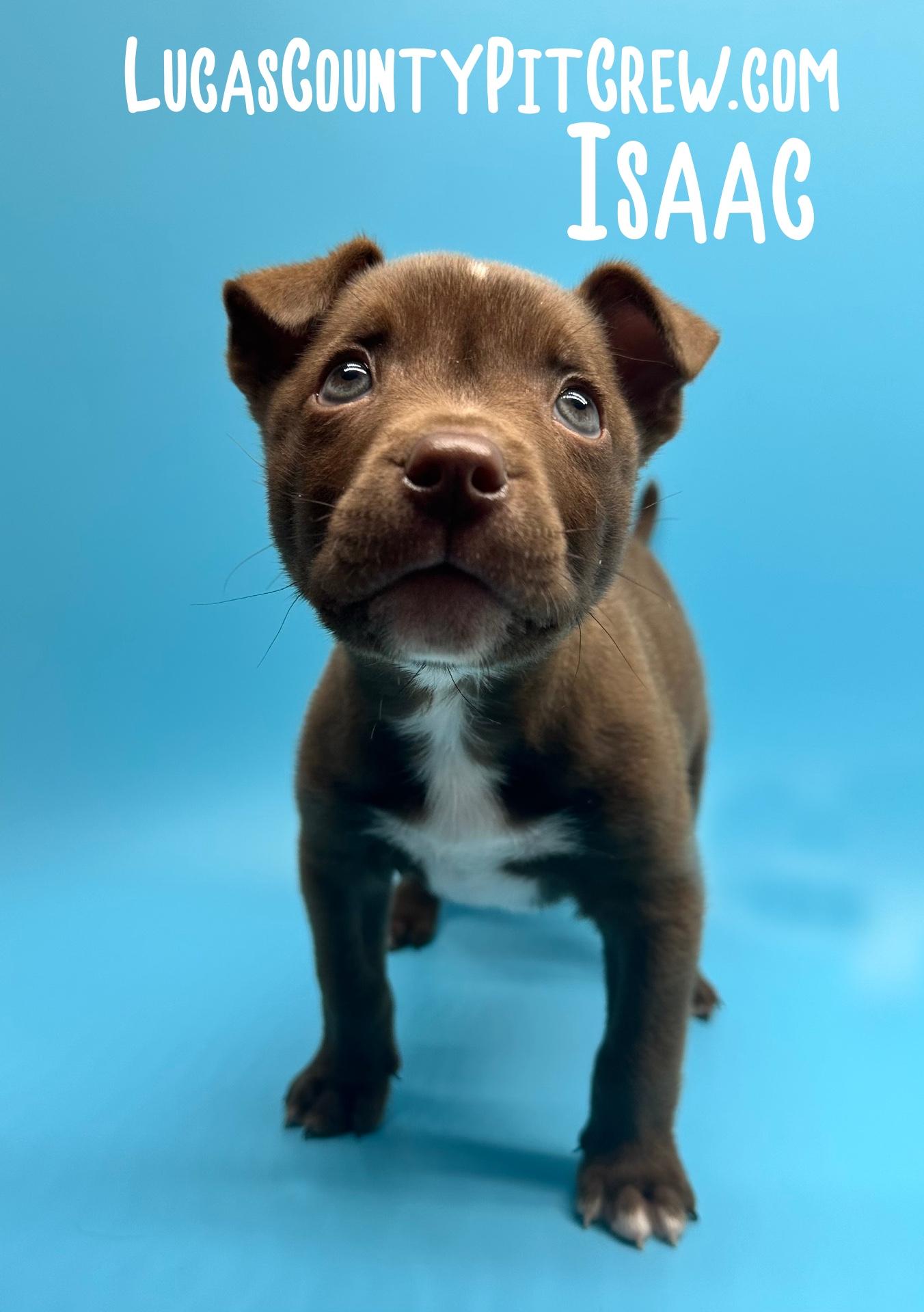 Isaac, an adopted mixed breed in Toledo, OH image 2/2