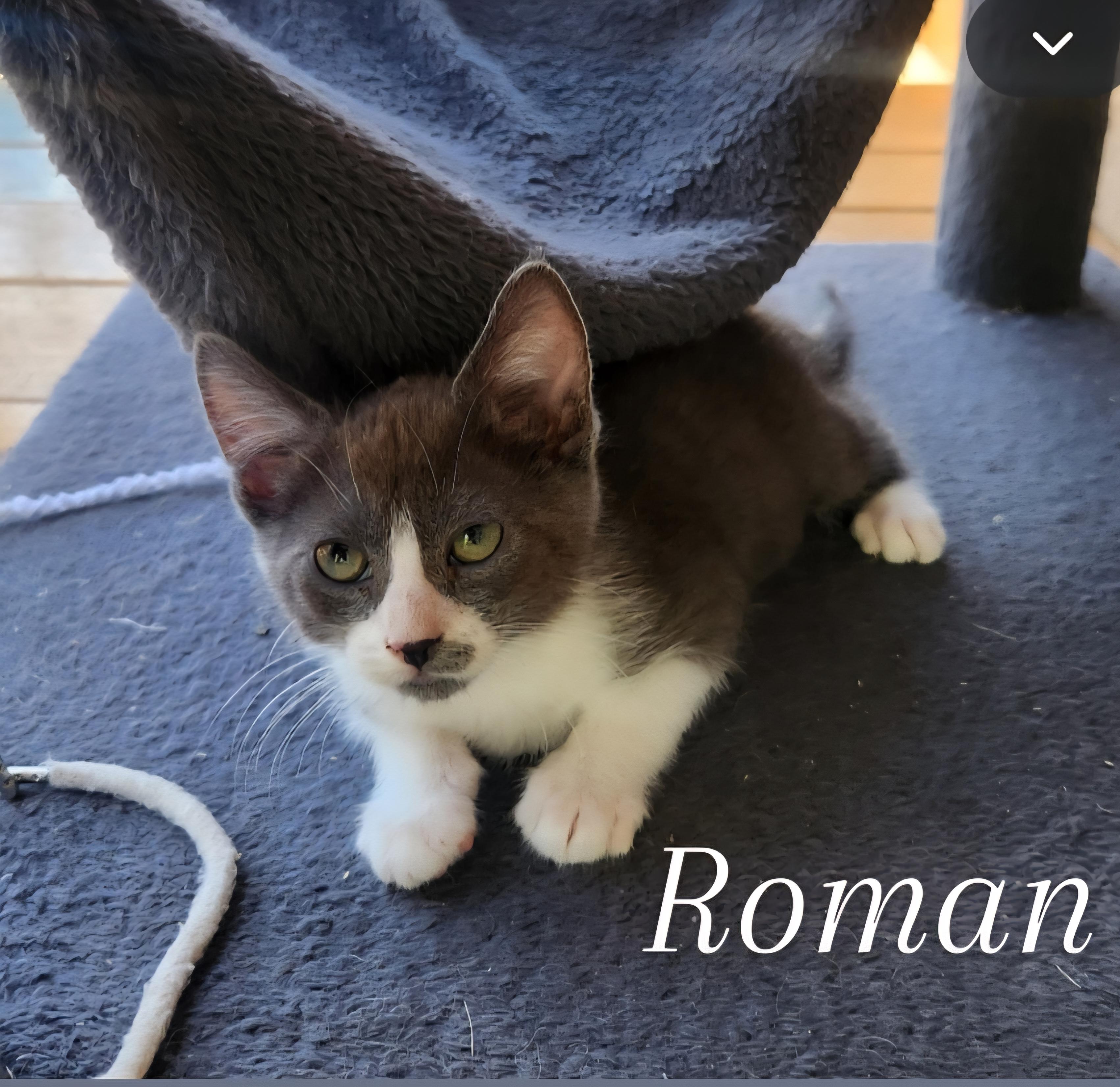 Roman, ADOPTABLE, Kitten Male Domestic Short Hair.