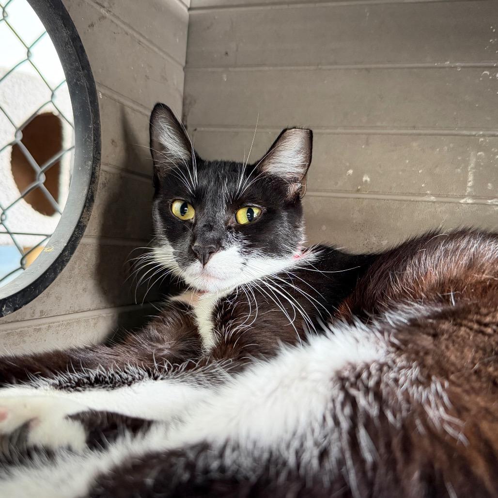 Enlarge Mini Fig, a Adoptable mixed breed in Tampa, FL image 1/3