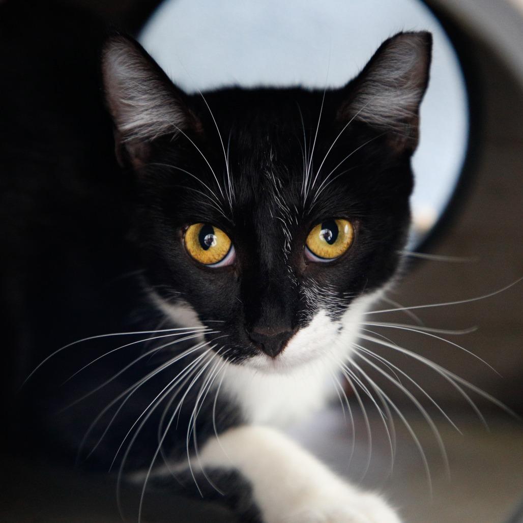 Enlarge Mini Fig, a Adoptable mixed breed in Tampa, FL image 3/3