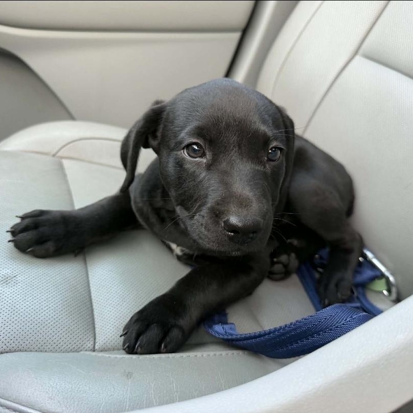 Enlarge Dahlia, a ADOPTABLE mixed breed in Lincoln, NE image 2/5