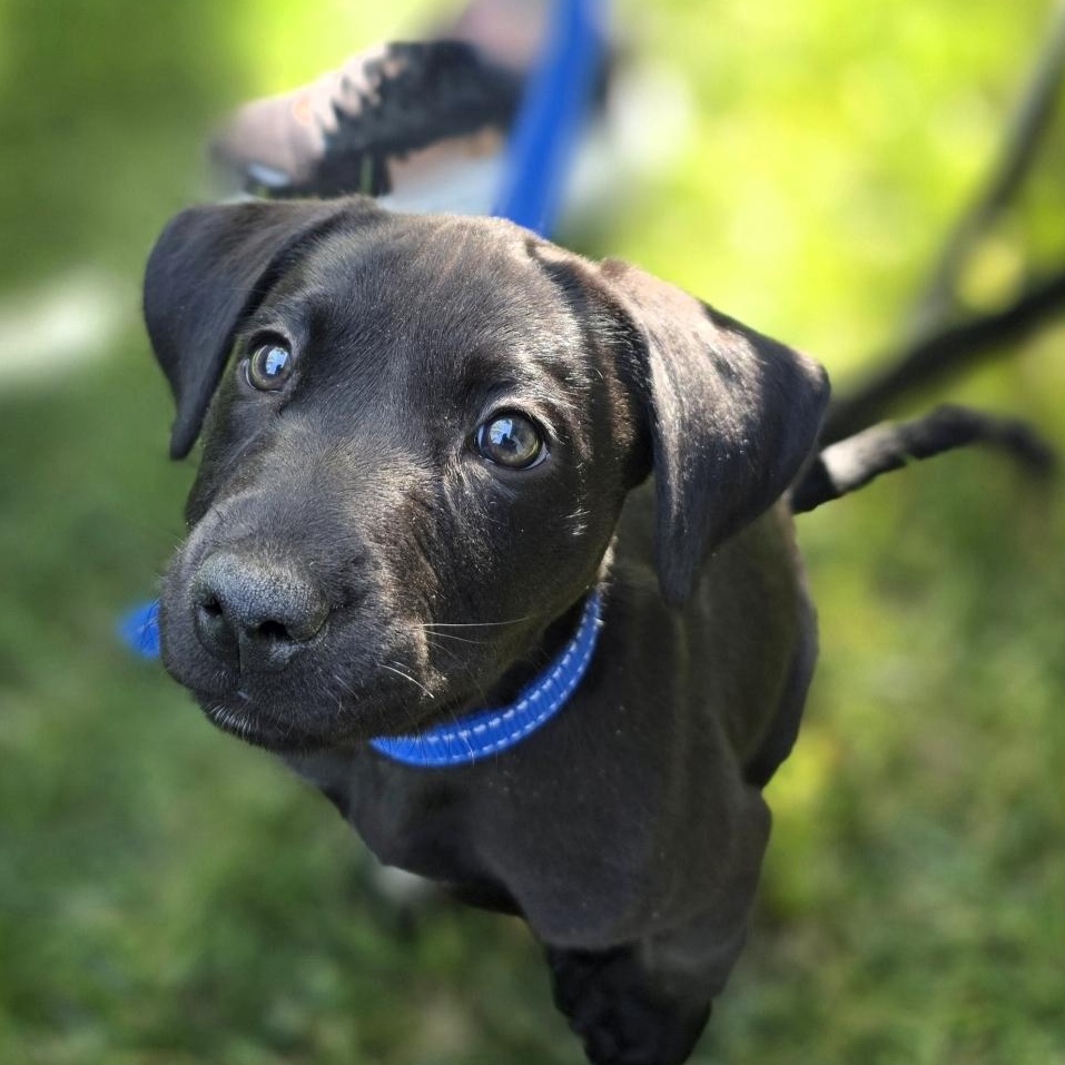 Dahlia, ADOPTABLE, Puppy Female Chesapeake Bay Retriever & Pit Bull Terrier.